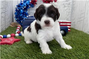 Fatima - puppy for sale