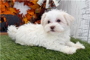 Lily - puppy for sale