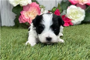 Henley - puppy for sale