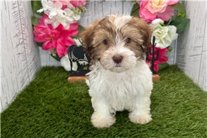 Figaro - Havanese for sale