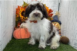 Tommy - puppy for sale