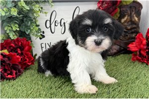 Kimberly - Havanese for sale