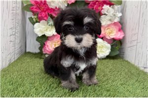 Kayla - Havanese for sale