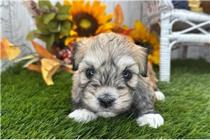 Foxy - puppy for sale