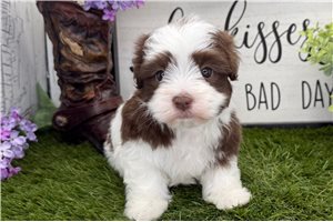 Gatlin - Havanese for sale