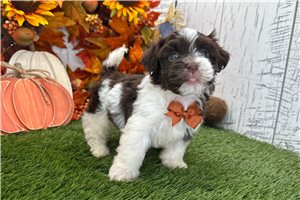 Bugs - Havanese for sale