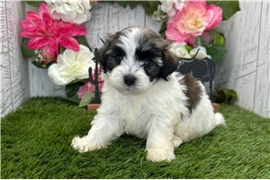 Hailey - Havanese for sale