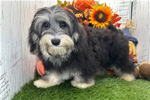 Mack - Havanese for sale