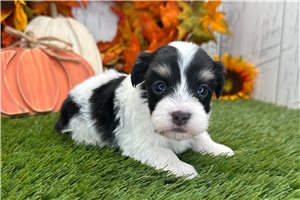 Malachi - puppy for sale