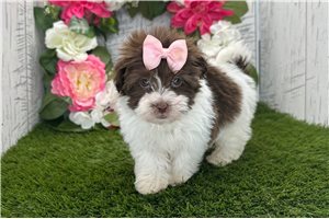 Joanna - Havanese for sale