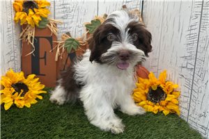Delaney - Havanese for sale