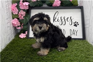 Annette - Havanese for sale