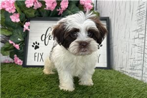 Dayla - Havanese for sale