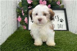 Hamish - Havanese for sale