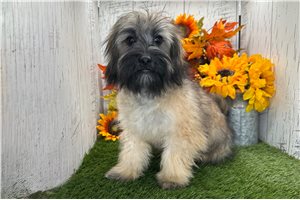 Colton - Havanese for sale