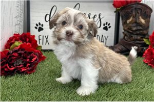 Charles - Havanese for sale