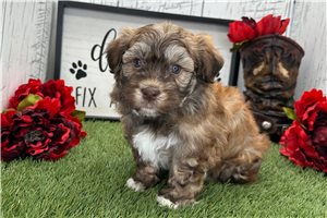 Nicholas - Havanese for sale