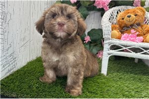 August - Havanese for sale
