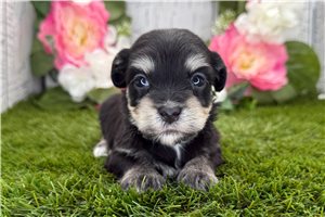 Kayla - Havanese for sale