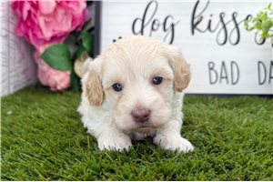 Hannah - puppy for sale