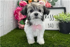 Vance - Havanese for sale