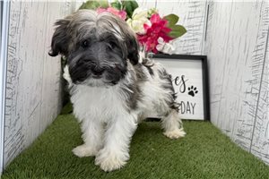 Voltage - Havanese for sale