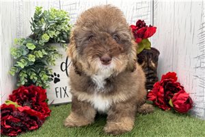 Henry - Havanese for sale