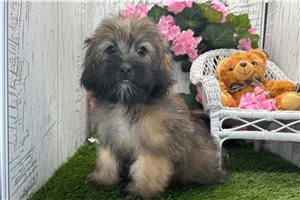 Colton - Havanese for sale