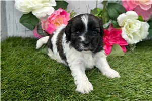 Axel - Havanese for sale