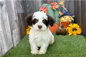 Nellie - Havanese for sale