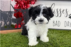 Vern - Havanese for sale