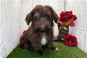 Elias - Havanese for sale
