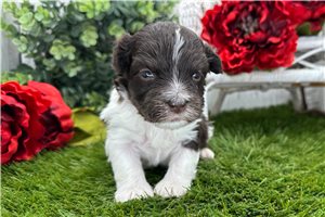 Christopher - puppy for sale