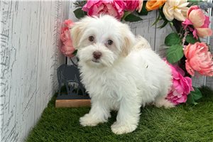 Zinnia - Havanese for sale