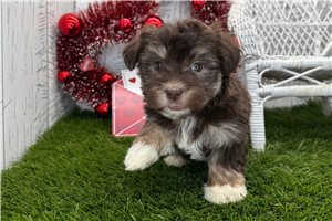 Tiana - puppy for sale