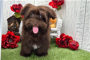 Georgia - Havanese for sale