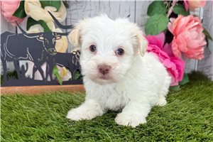 Jeremiah - Havanese for sale