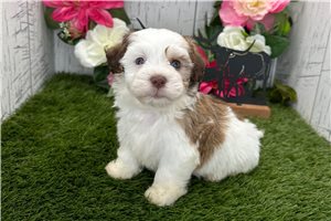 Hamish - Havanese for sale