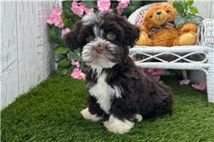 Breslin - Havanese for sale