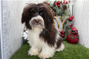 Graham - puppy for sale