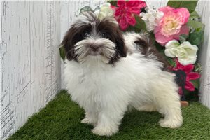 Pepper - Havanese for sale