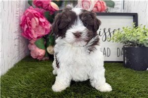 Emily - puppy for sale