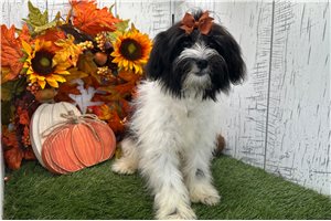 Cookie - puppy for sale