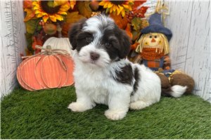 Serena - Havanese for sale