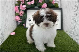 Bart - puppy for sale