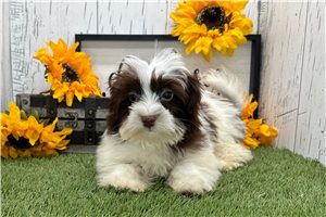 Emily - Havanese for sale