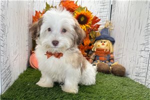 Hamish - Havanese for sale