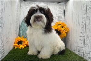 Caleb - puppy for sale