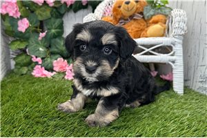 Zahara - Havanese for sale