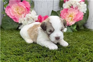 Lennox - puppy for sale